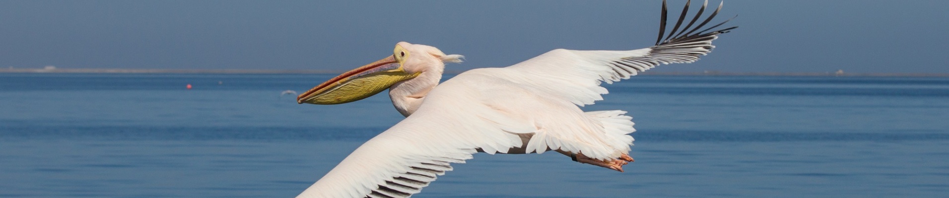 Pelican en vol