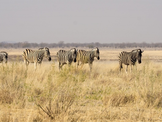 conseil voyage namibie