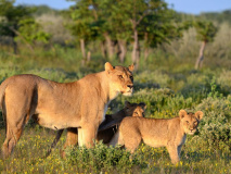 Etosha