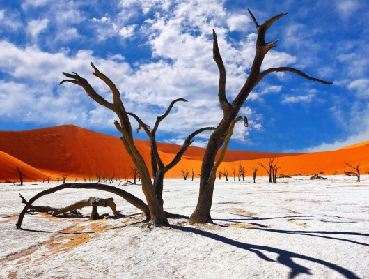 Dead Camelthorn Trees against red dunes and blue sky in Deadvlei, Sossusvlei. Namib-Naukluft National Park, Namibia, Africa