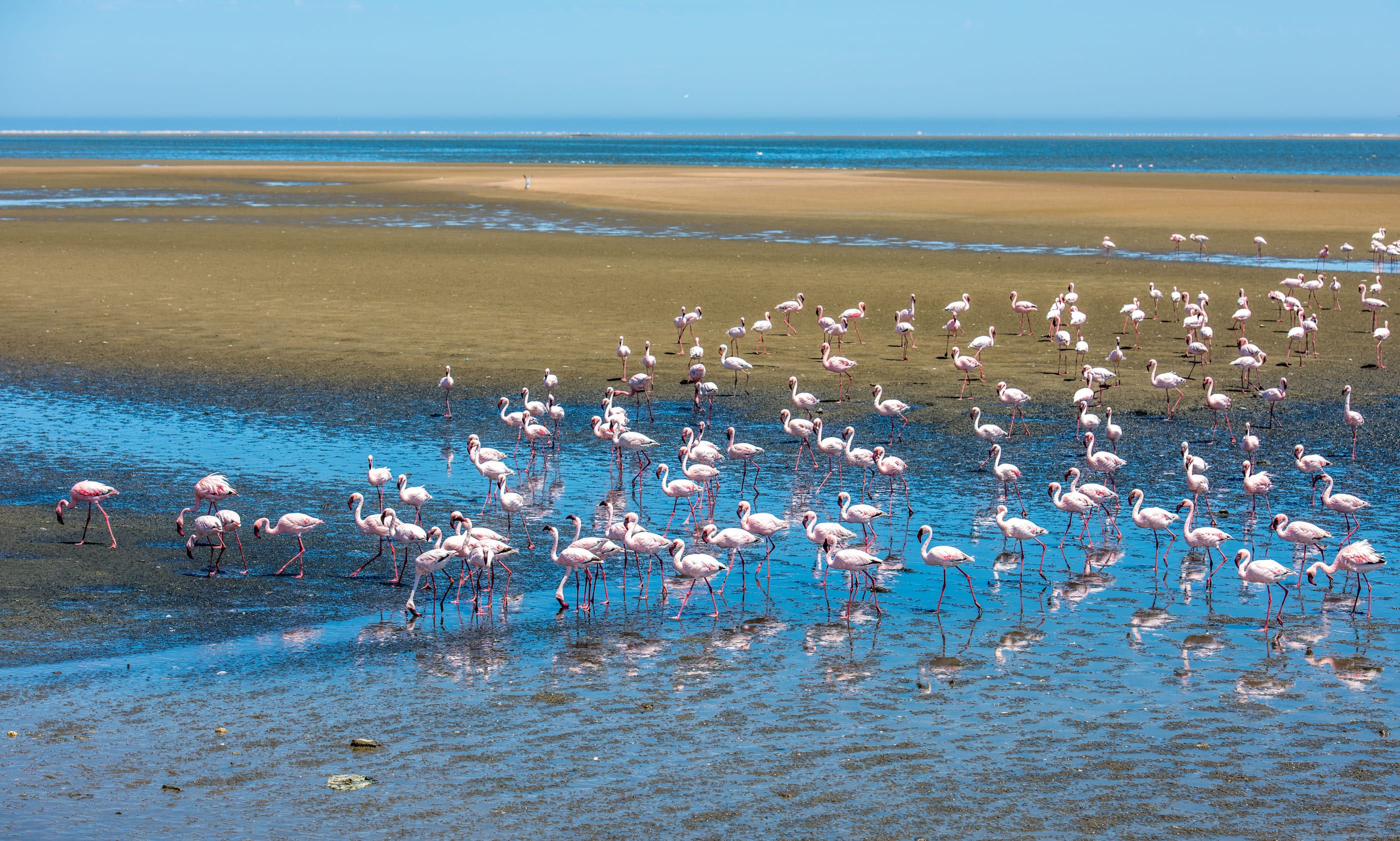 Que voir à Walvis Bay en Namibie - la Baie des Baleines