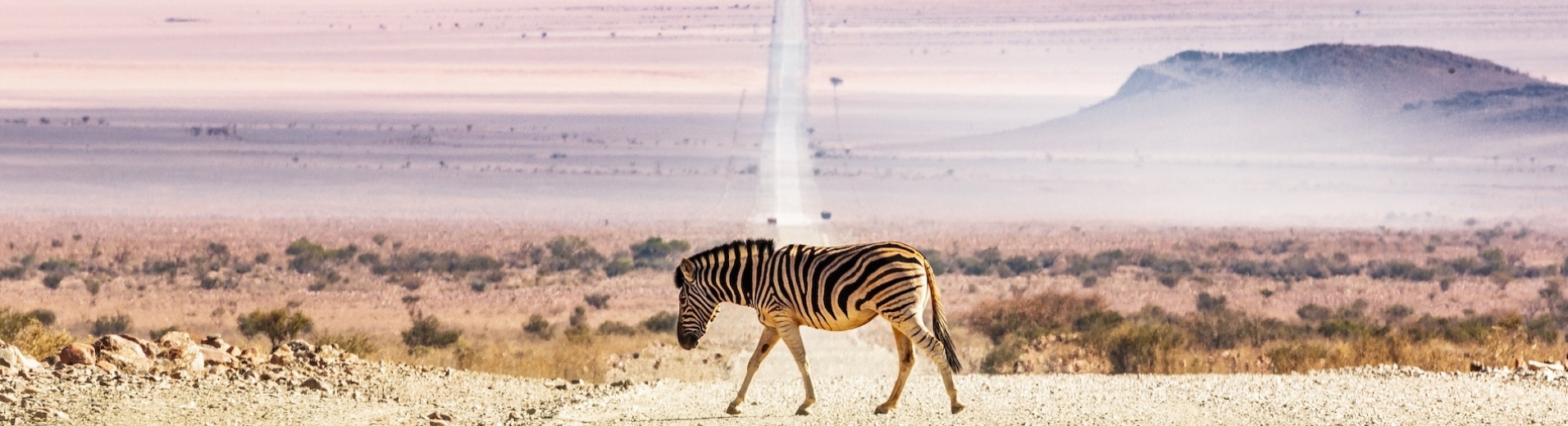 Zèbre traversant une route namibie