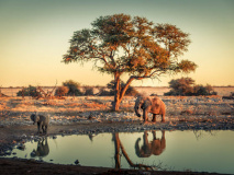 Etosha Parc National Namibie