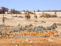 Etosha