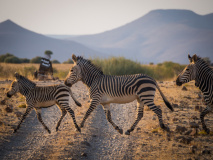 Zèbres en Namibie