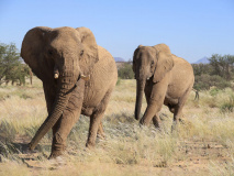 Eléphants à Damarland